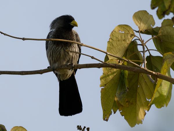 <h3><a href="/trips/gambia/biota/animalia/chordata/aves/029 musophagiformes/001 musophagidae/crinifer piscator/crinifer piscator-nl.html">Crinifer&nbsp;piscator</a> / Western&nbsp;plantain‑eater / Grijze&nbsp;bananeneter</h3>OM-1 Mark II met OLYMPUS M.150-400mm F4.5, 1/2000 sec  bij F4.5, ISO 320, afstand 20.7&nbsp;m
